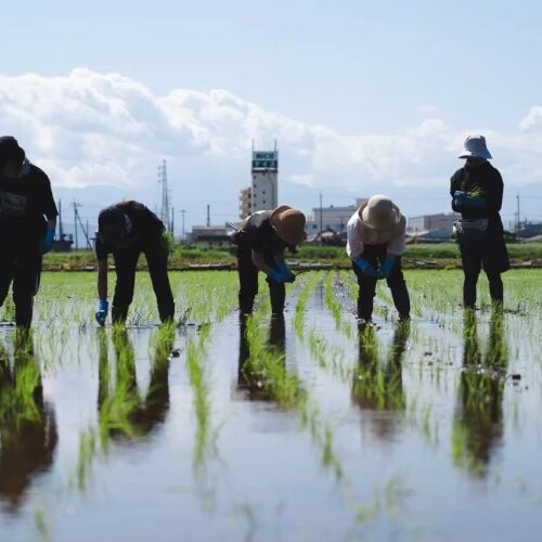 ファーム　田植え.jpg