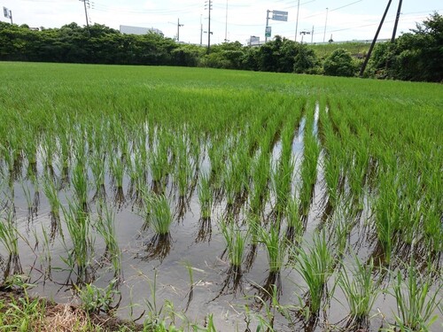 田んぼ7月10.jpg