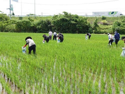 田んぼ7月2.jpg