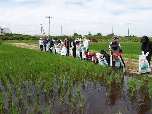 田んぼ7月11.jpg