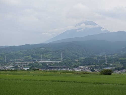 田んぼ7月8.jpg