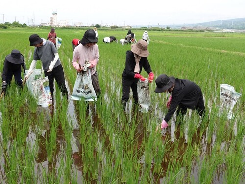 田んぼ7月7.jpg