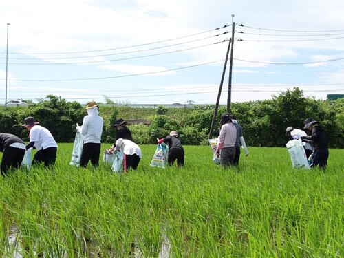 田んぼ7月9.jpg